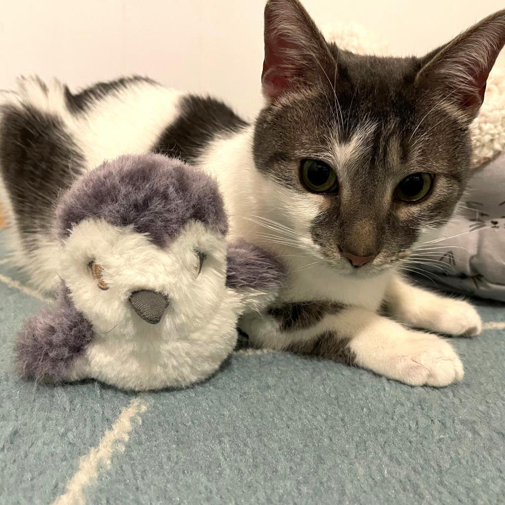 Enlarge Mabel Wright, a Adoptable Domestic Short Hair in Woodstock, VA image 2/6