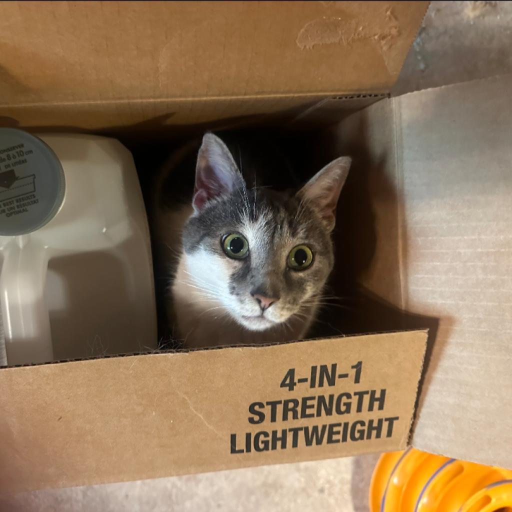 Enlarge Mabel Wright, a Adoptable Domestic Short Hair in Woodstock, VA image 3/6