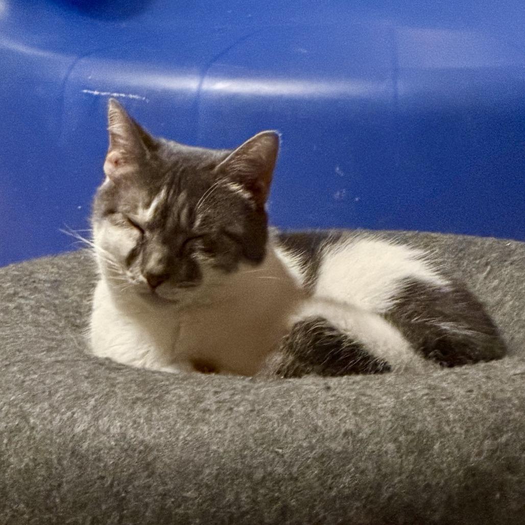 Enlarge Mabel Wright, a Adoptable Domestic Short Hair in Woodstock, VA image 5/6