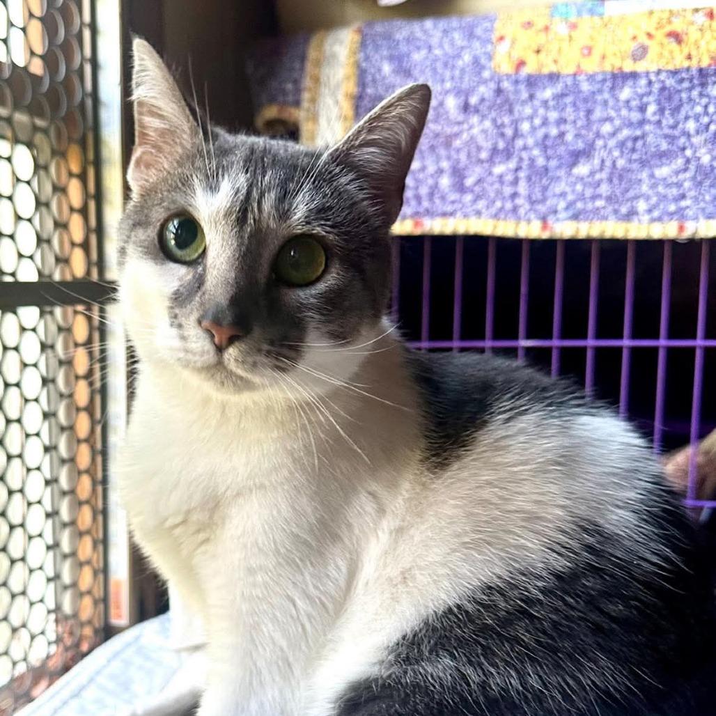 Enlarge Mabel Wright, a Adoptable Domestic Short Hair in Woodstock, VA image 6/6