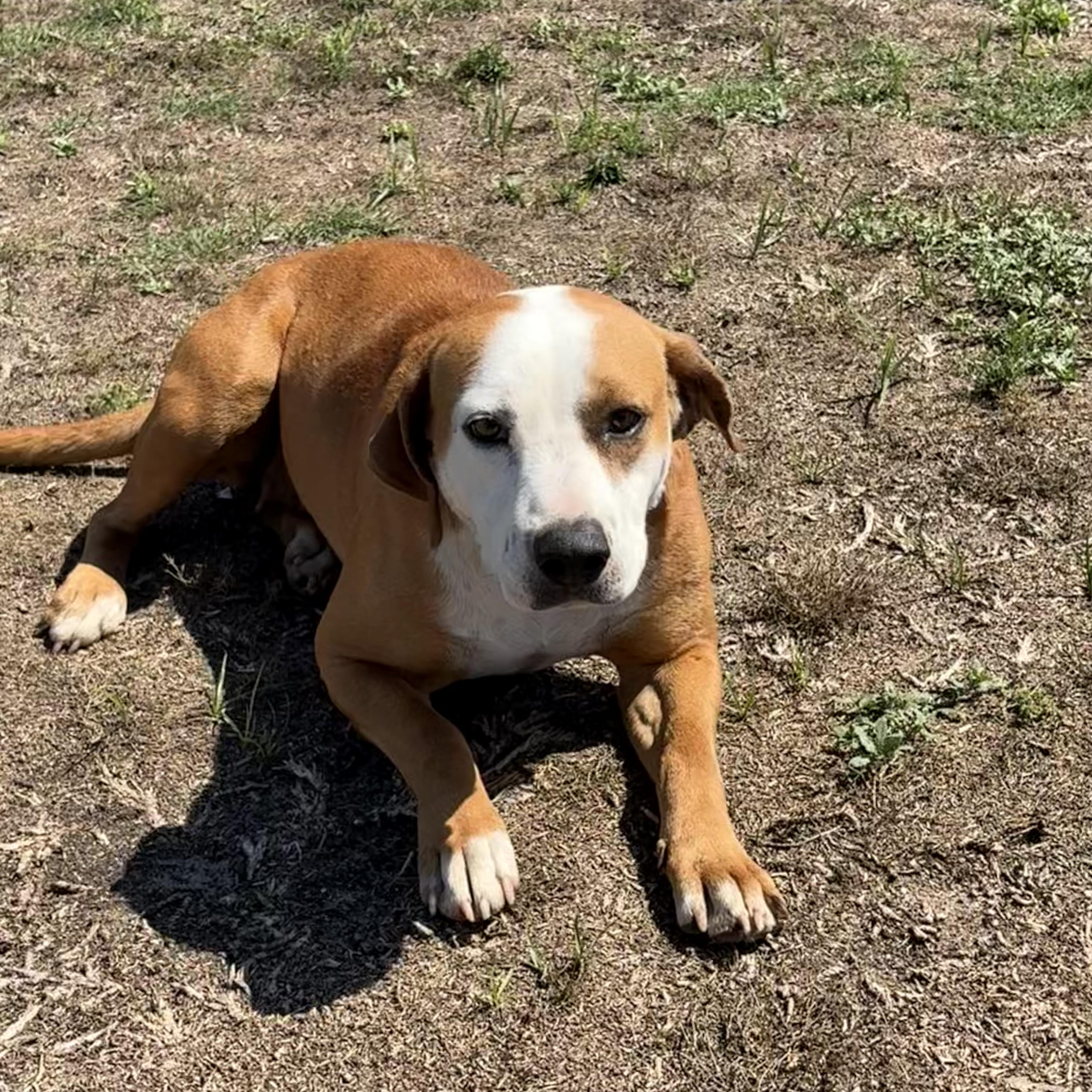 Sunflower, ADOPTABLE, Young Female Bulldog.