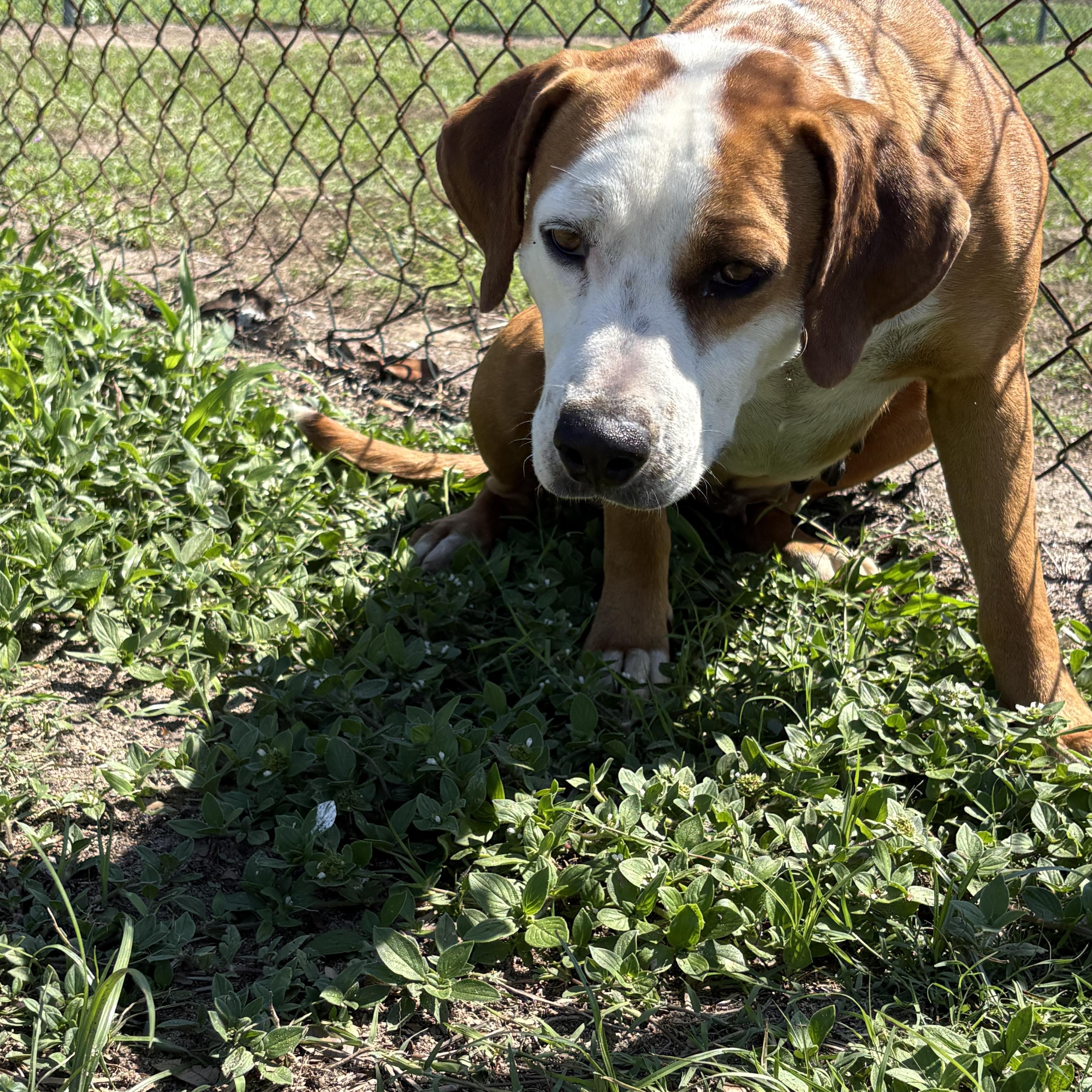 Enlarge Sunflower, an adopted mixed breed in Valdosta, GA image 3/3