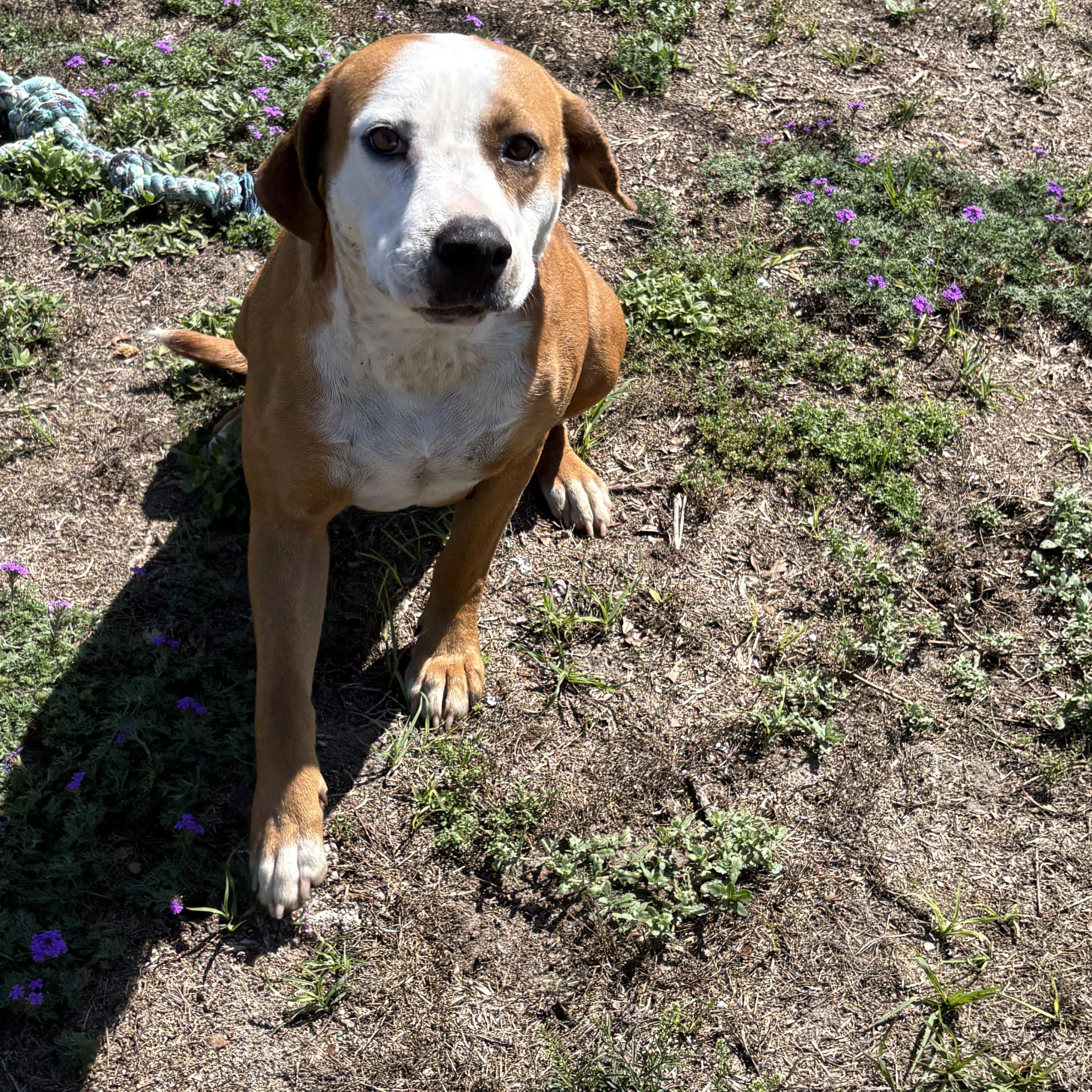 Enlarge Sunflower, an adopted mixed breed in Valdosta, GA image 2/3