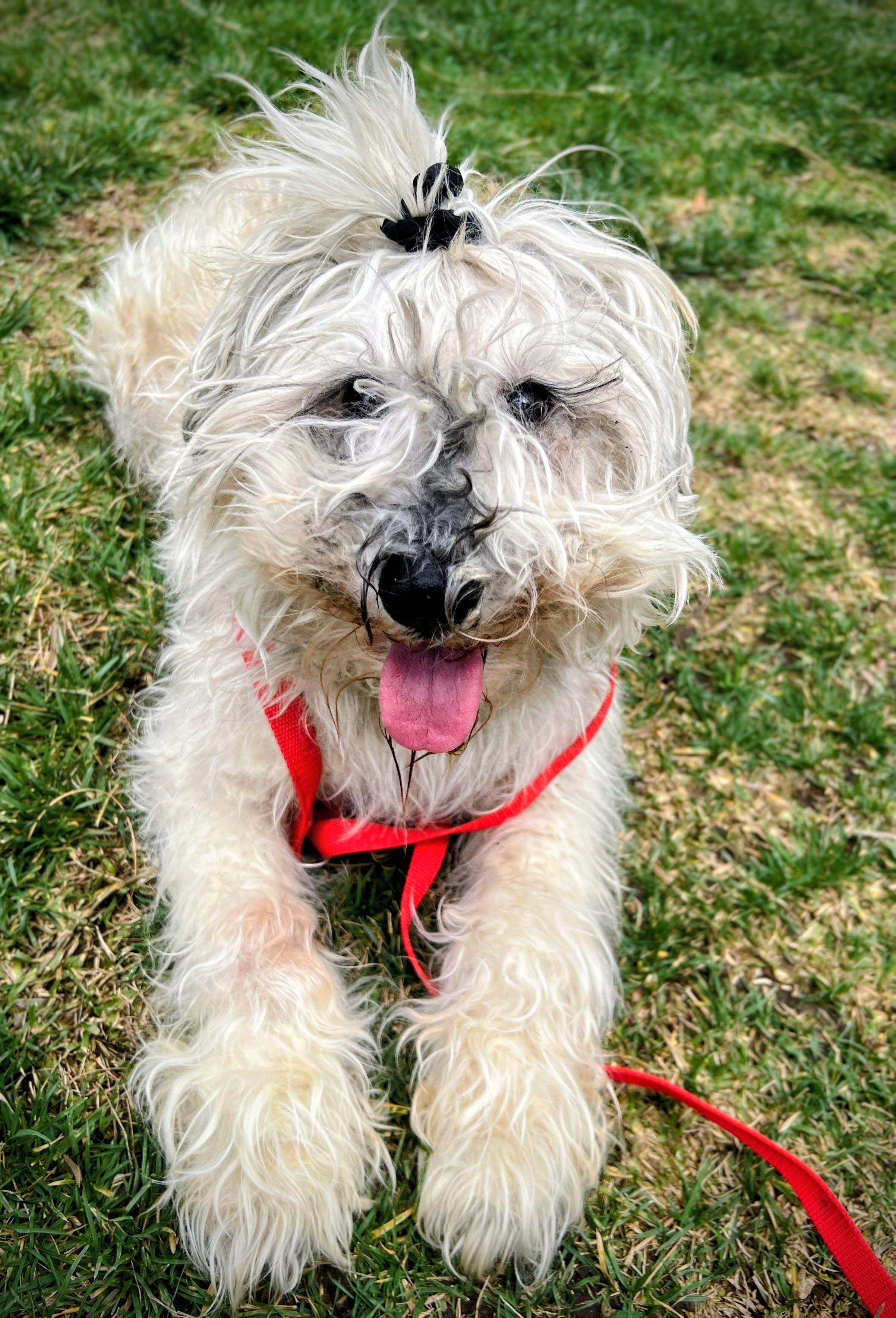 Opie, ADOPTABLE, Adult Male Schnauzer.