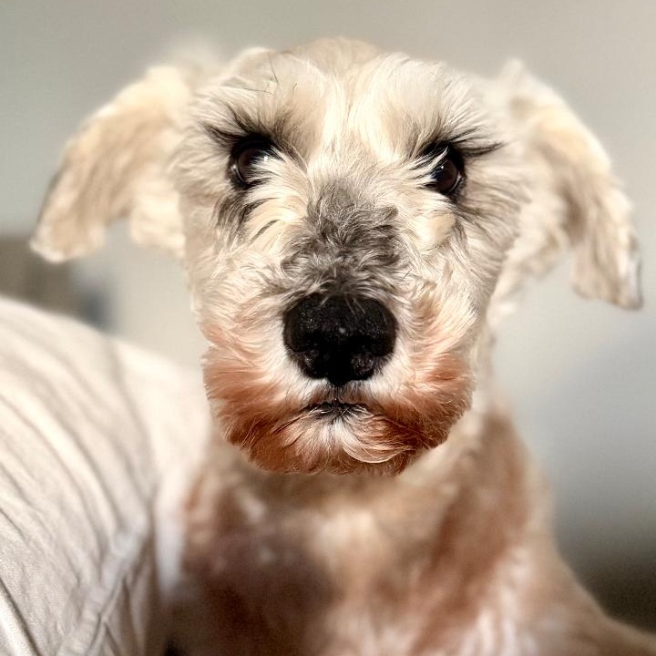 Opie, ADOPTABLE, Adult Male Schnauzer.