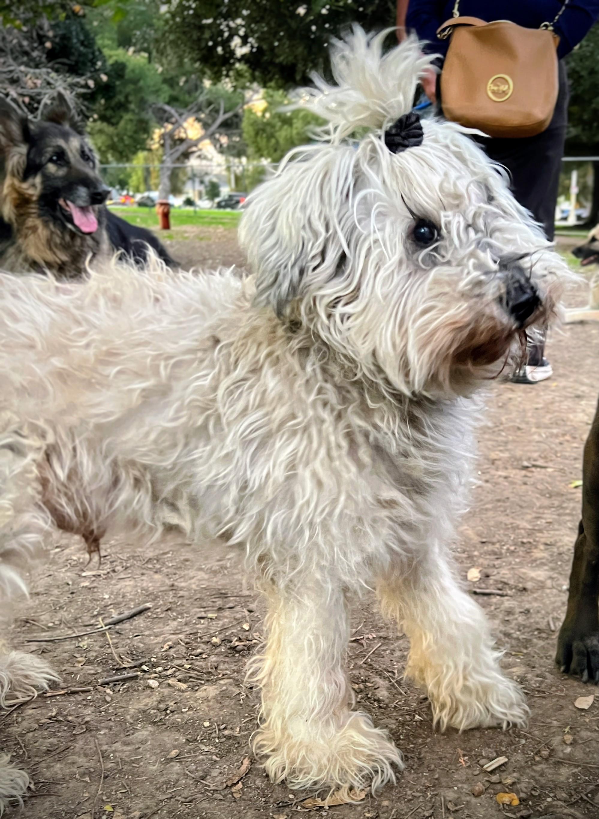 Opie, a ADOPTABLE Schnauzer in Los Angeles, CA image 2/2