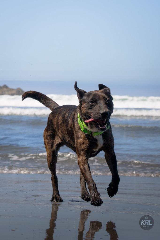 Pepper, Adoptable, Adult Female Catahoula Leopard Dog & Labrador Retriever.