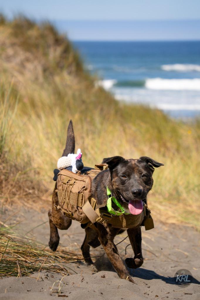 Enlarge Pepper, a Adoptable mixed breed in Gold Beach, OR image 4/6