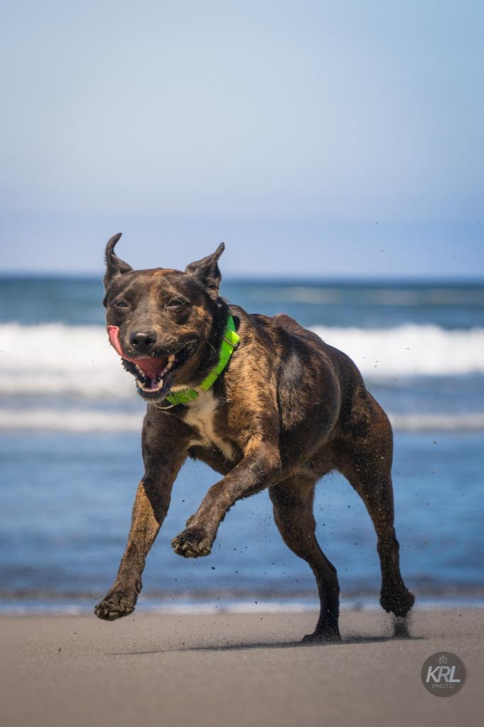 Enlarge Pepper, a Adoptable mixed breed in Gold Beach, OR image 5/6