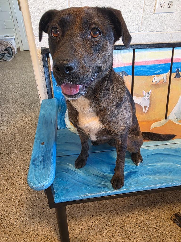Enlarge Pepper, a Adoptable mixed breed in Gold Beach, OR image 1/1