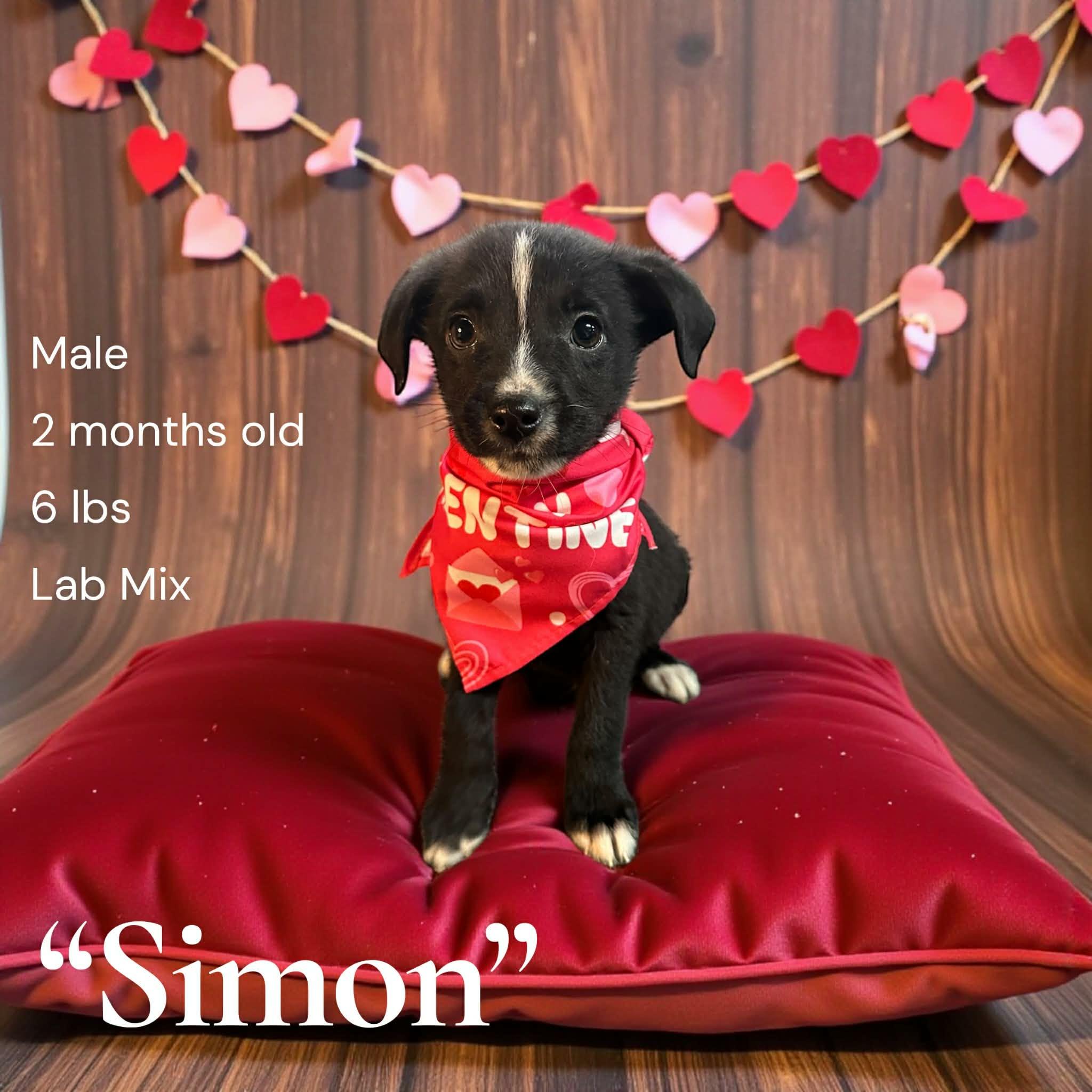 Simon, adopted, Puppy Male Labrador Retriever.