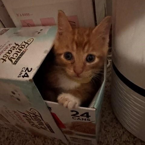 Enlarge Simba, a Adopted Domestic Short Hair in Milwaukee, WI image 2/4