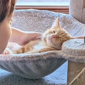 Simba, Adopted, Kitten Male Domestic Short Hair.