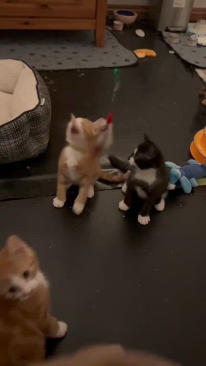 Enlarge Simba, a Adopted Domestic Short Hair in Milwaukee, WI video 4/4