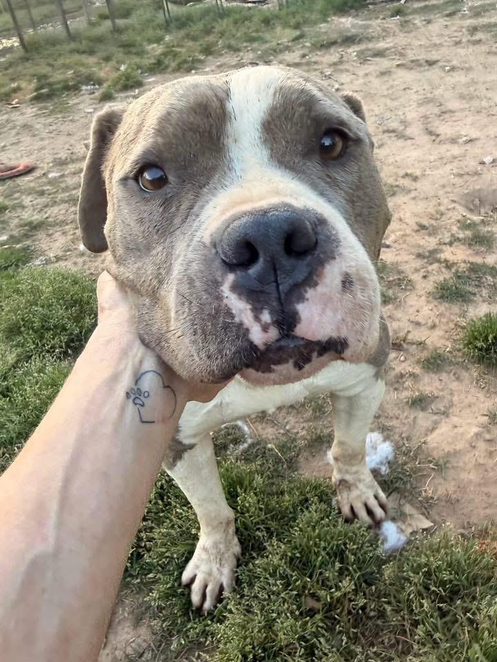 Enlarge Lana, a ADOPTABLE Terrier in Calera, AL image 5/5