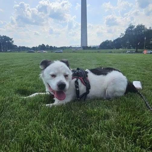 Rocky, an adoptable Aussiedoodle, Australian Shepherd in Brentwood, TN, 37024 | Photo Image 3