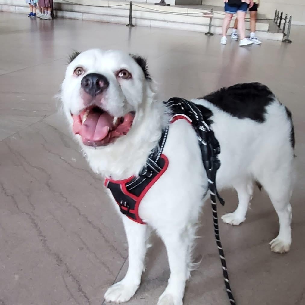 Rocky, an adoptable Aussiedoodle, Australian Shepherd in Brentwood, TN, 37024 | Photo Image 5
