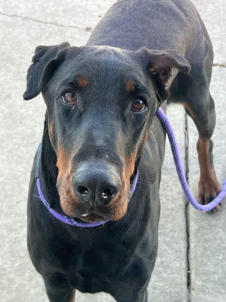 Brie, a Adoptable Doberman Pinscher in Barrington, IL image 1/3