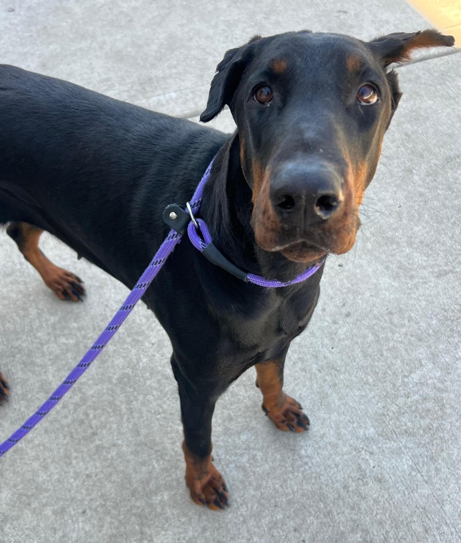 Brie, a Adoptable Doberman Pinscher in Barrington, IL image 2/3