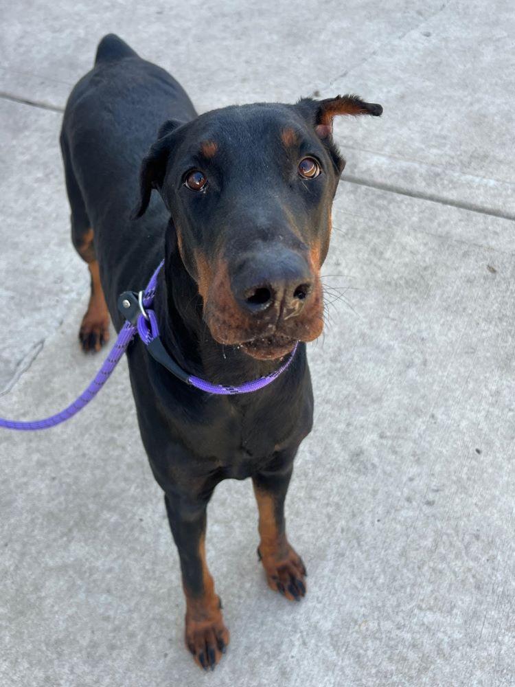 Brie, a Adoptable Doberman Pinscher in Barrington, IL image 3/3