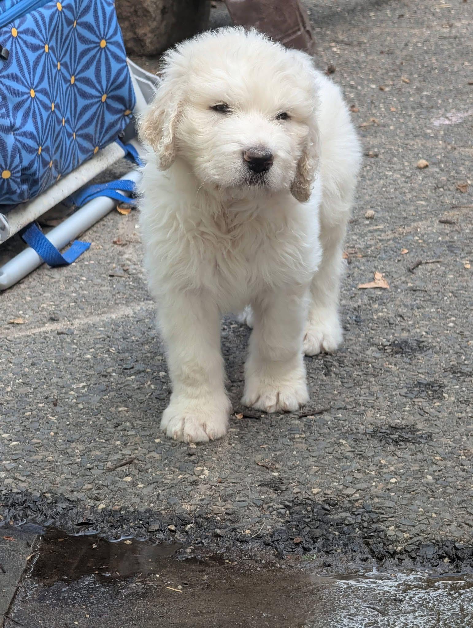 Ian, a Adoptable mixed breed in Berlin, NJ image 2/2