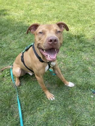 Bronx, Adoptable, Young Male Mixed Breed & Mixed Breed.