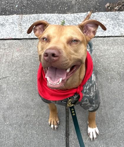 Bronx, Adoptable, Young Male Mixed Breed & Mixed Breed.