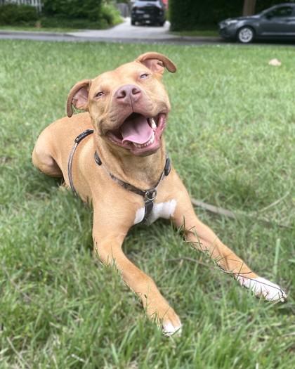 Enlarge Bronx, a Adoptable Mixed Breed in Washington, DC image 2/3