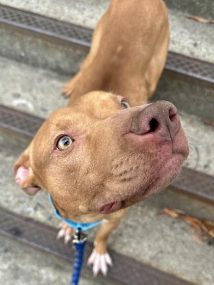 Enlarge Bronx, a Adoptable Mixed Breed in Washington, DC image 1/3