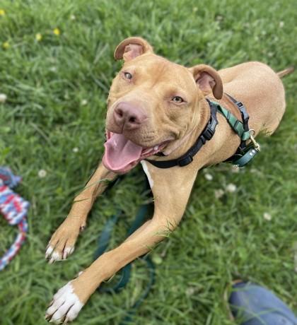Bronx, a Adoptable Mixed Breed in Washington, DC image 2/3