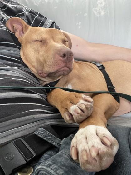 Enlarge Bronx, a Adoptable Mixed Breed in Washington, DC image 3/3
