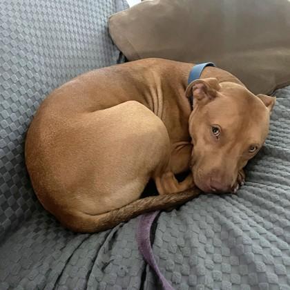 Bronx, a Adoptable Mixed Breed in Washington, DC image 3/3