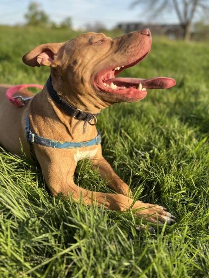 Enlarge Bronx, a Adoptable Mixed Breed in Washington, DC image 3/3