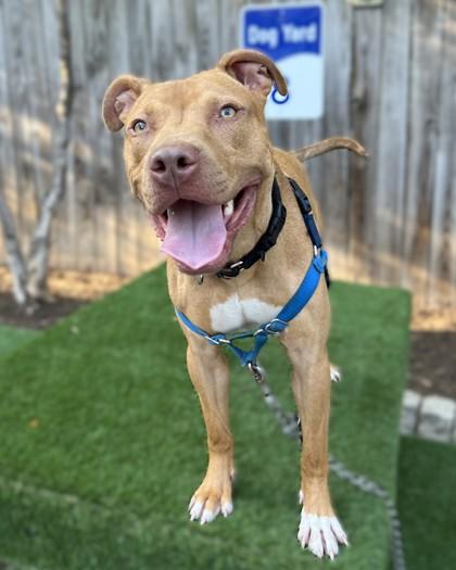 Bronx, a Adoptable Mixed Breed in Washington, DC image 3/3