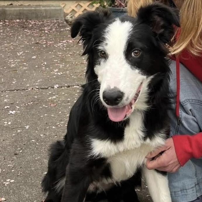 Cody, adoptable, Young Male Border Collie.