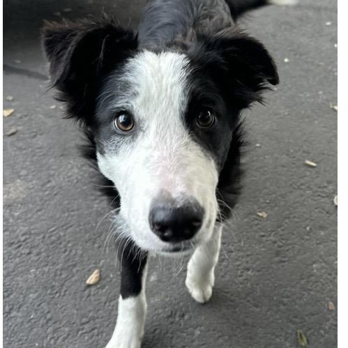 Cody, ADOPTABLE, Young Male Border Collie.