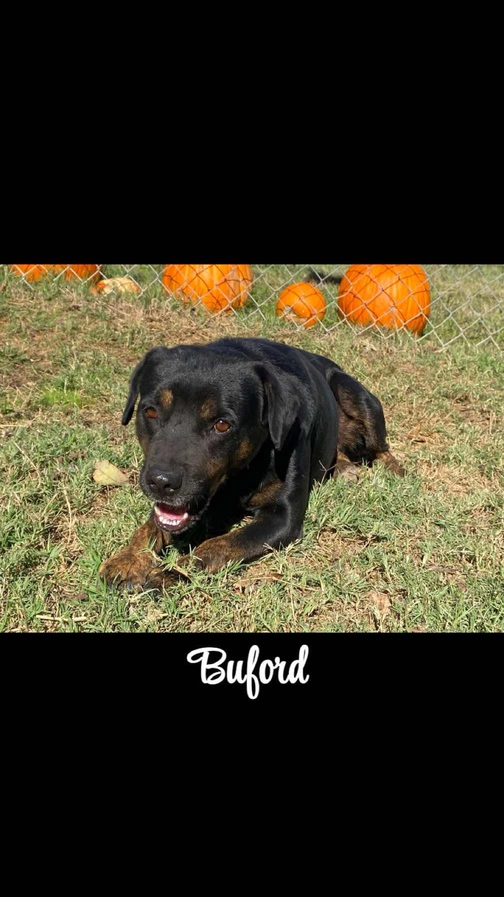 Buford, Young Male Shepherd