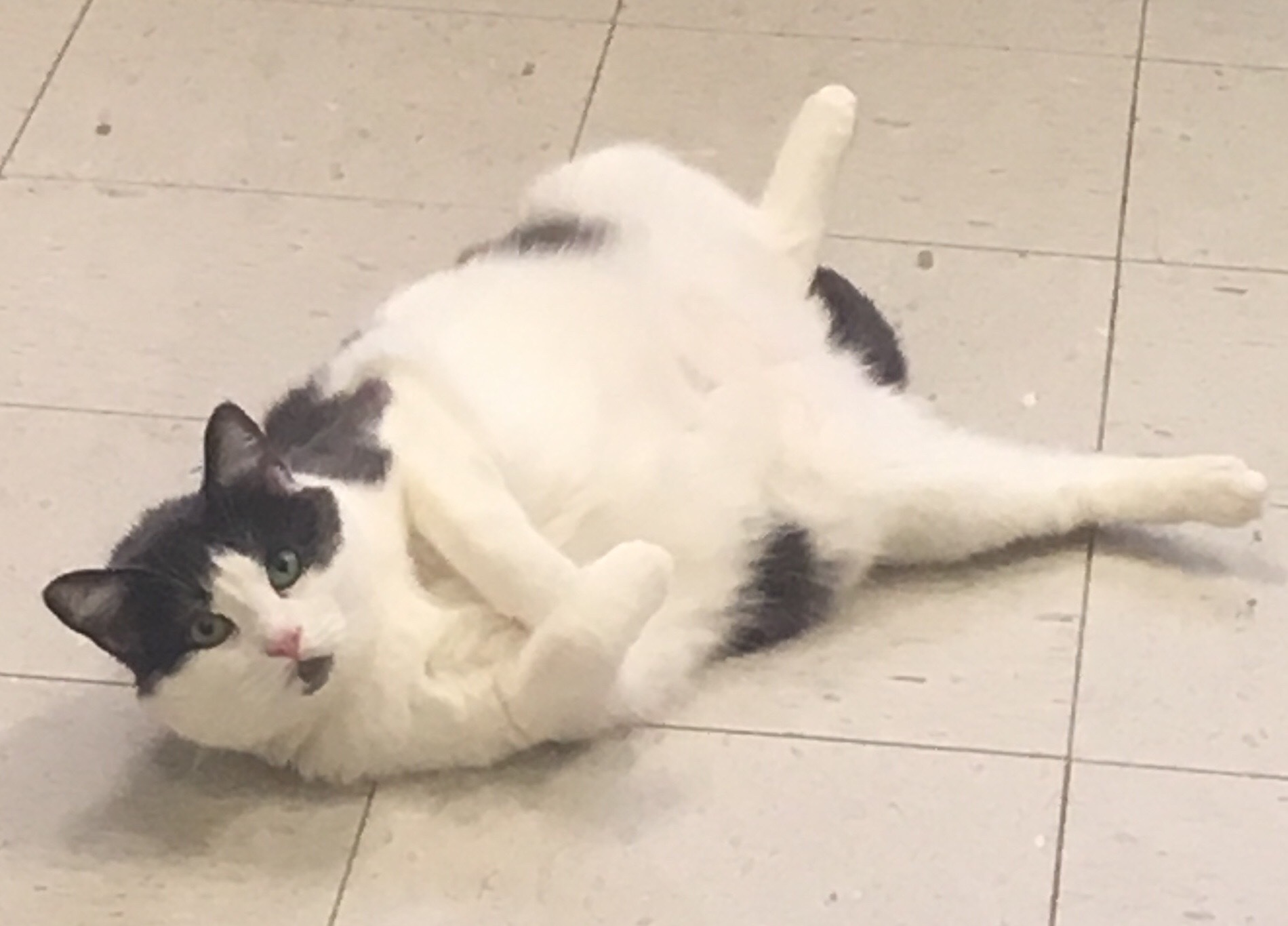 Alpha, a Adoptable Domestic Short Hair in Calais, ME image 2/8