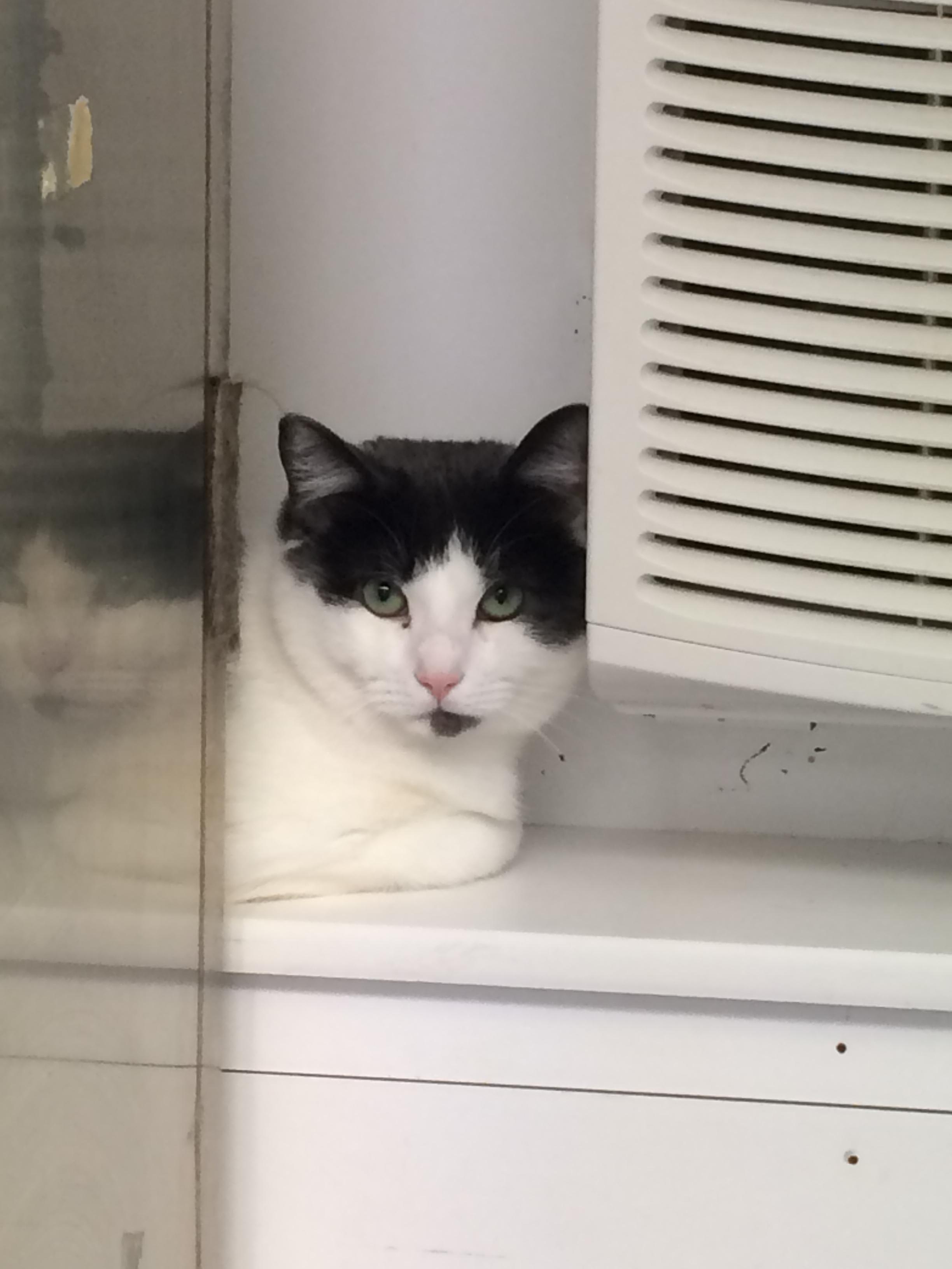 Alpha, a Adoptable Domestic Short Hair in Calais, ME image 3/8