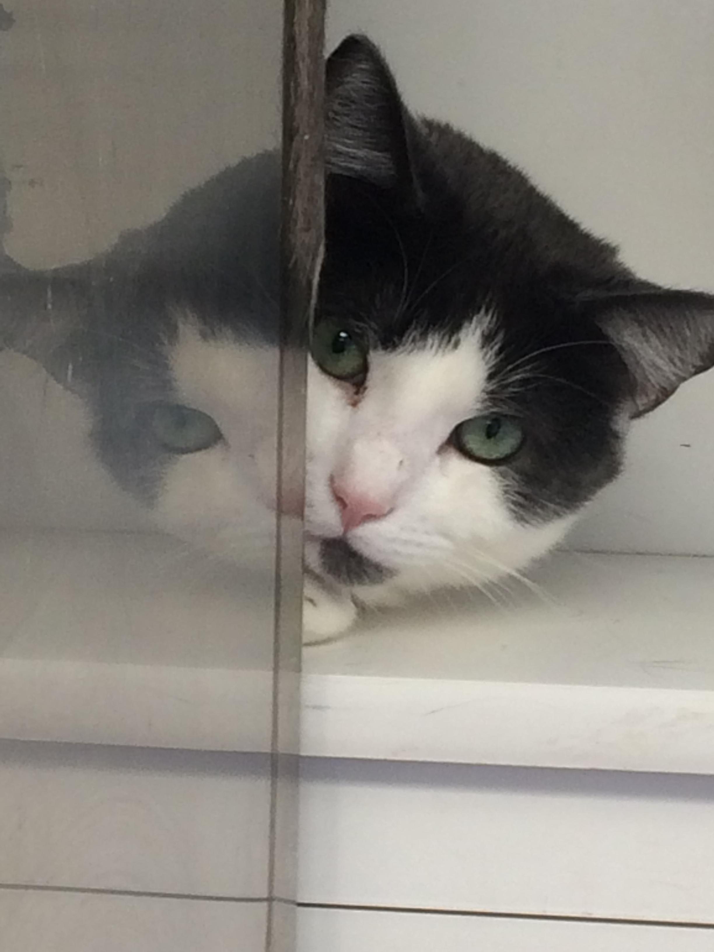 Alpha, a Adoptable Domestic Short Hair in Calais, ME image 4/8