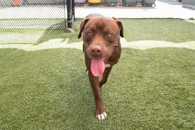 JAIME, Adoptable, Young Male Pit Bull Terrier.