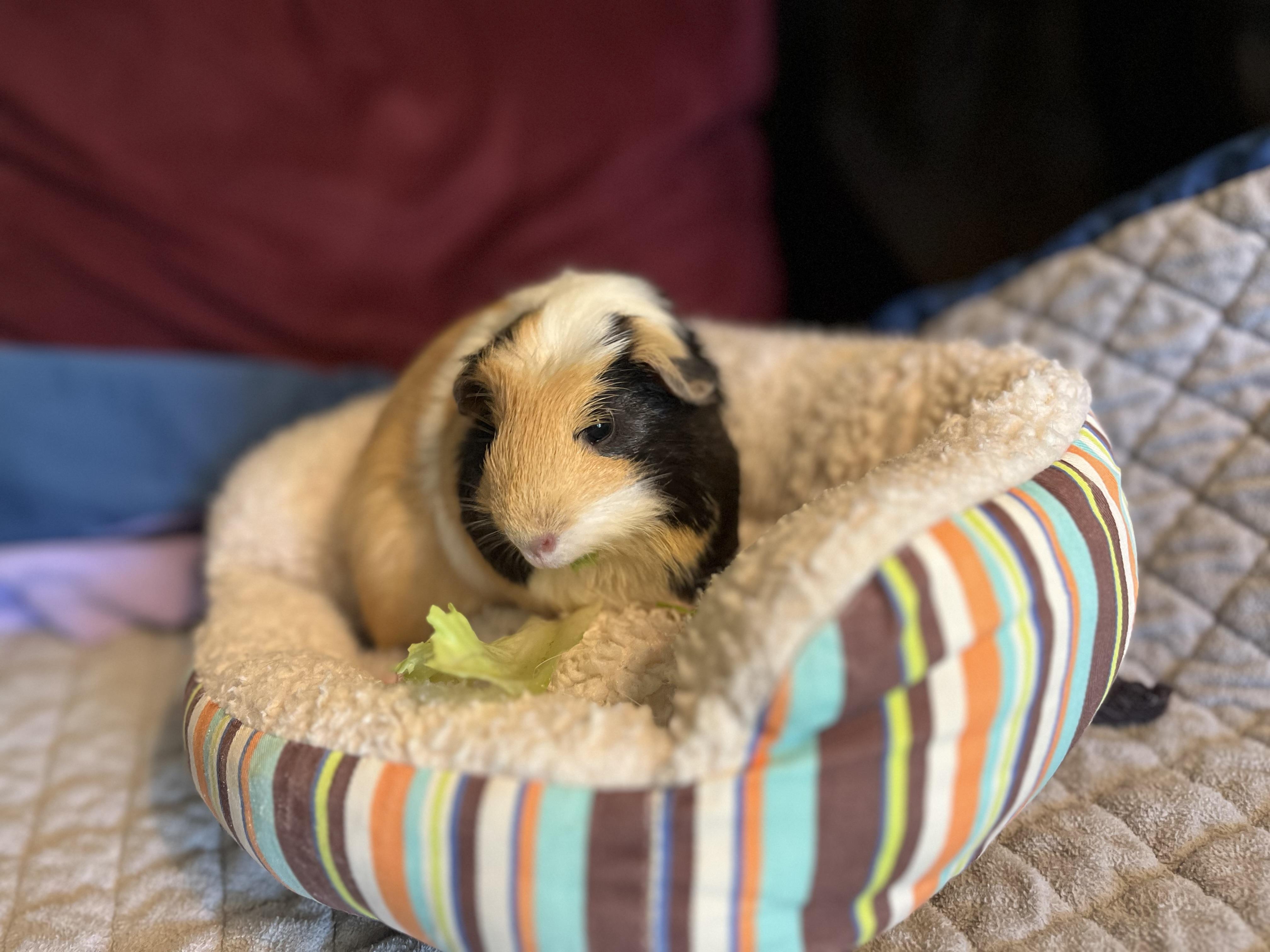Bubbles, a Adoptable Guinea Pig image 1/8