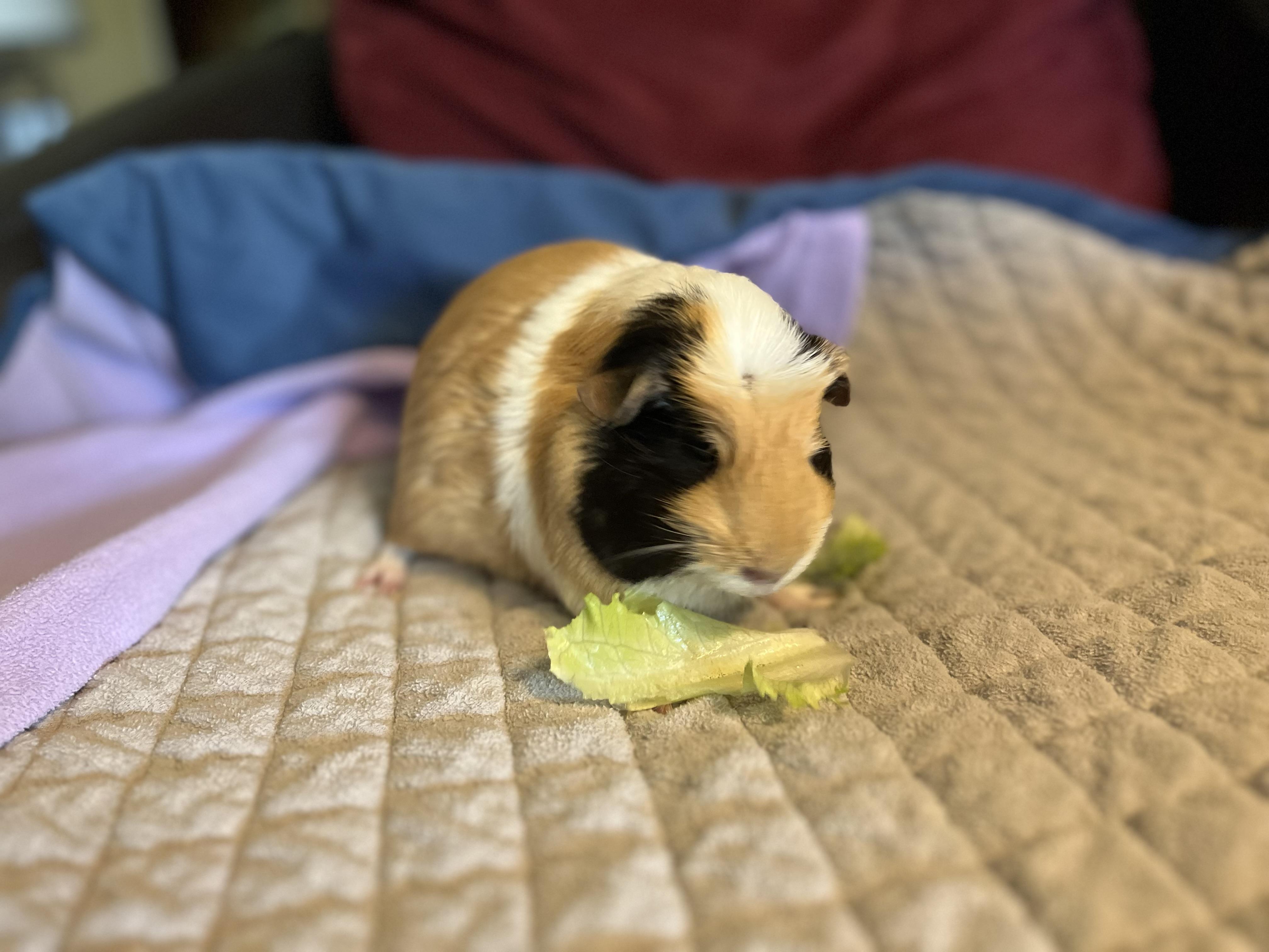 Bubbles, a Adoptable Guinea Pig image 2/8