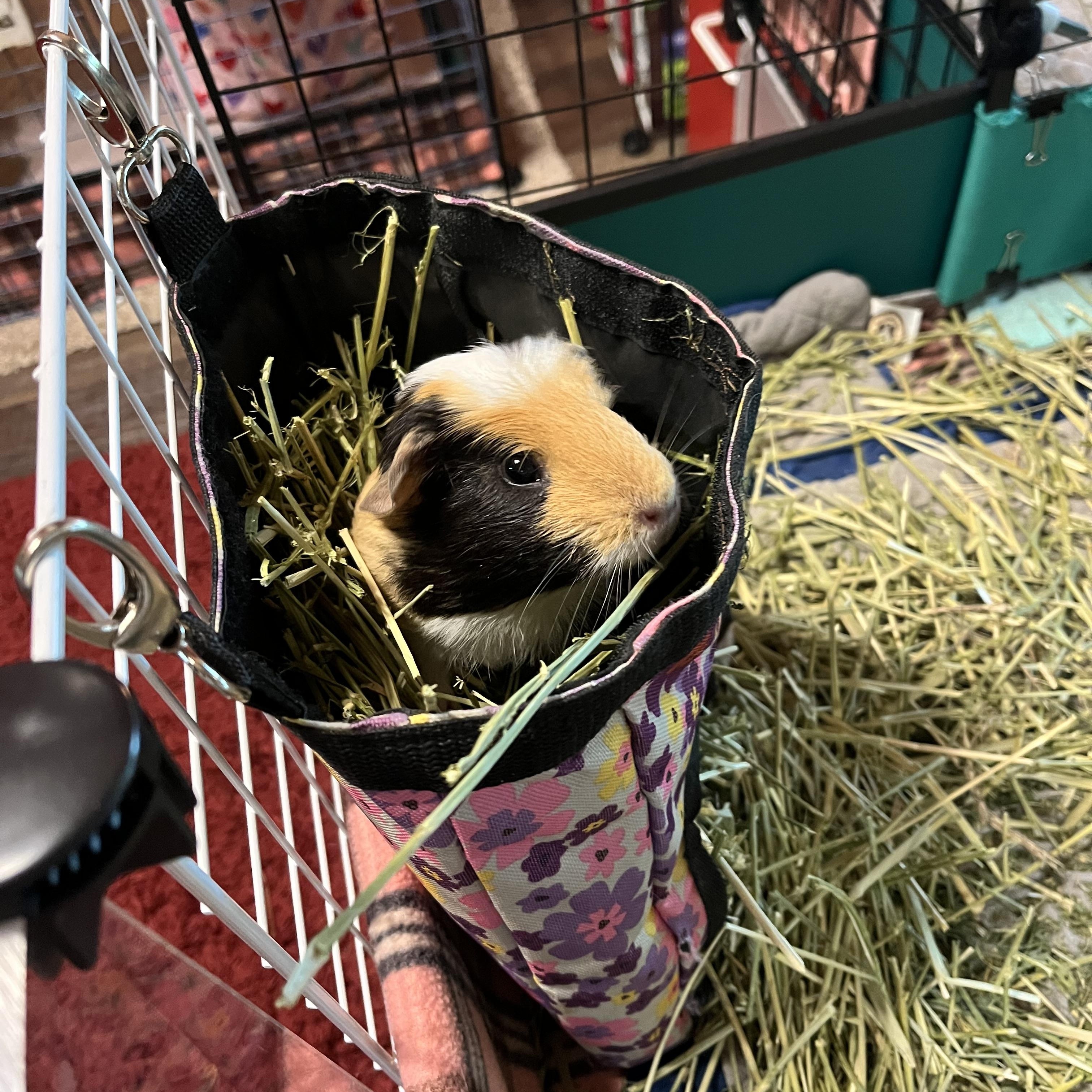 Bubbles, a Adoptable Guinea Pig image 5/8