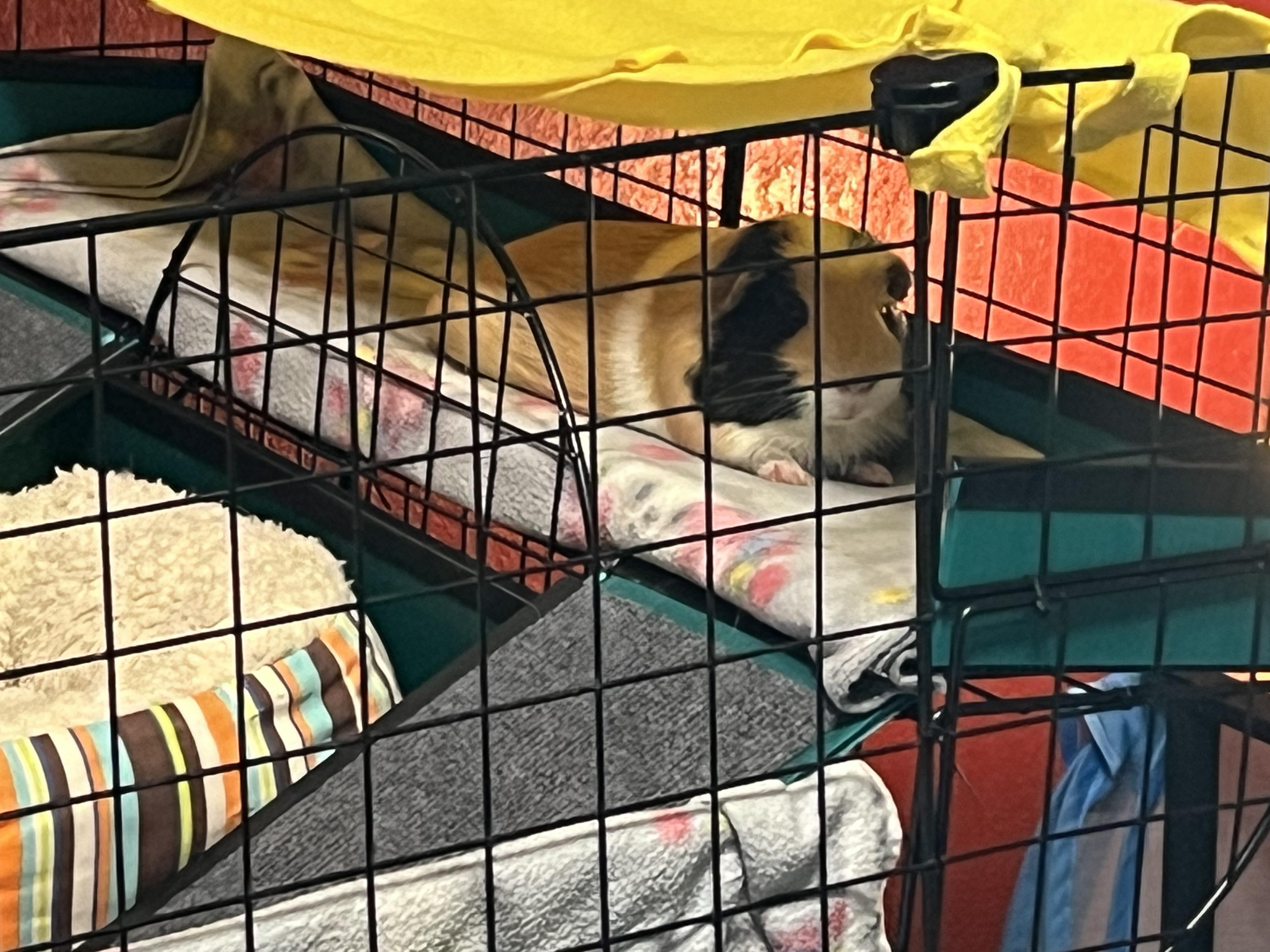 Enlarge Bubbles, a Adoptable Guinea Pig image 8/8