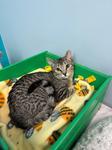 Enlarge Star, an adoptable Domestic Short Hair in Chico, CA image 1/1