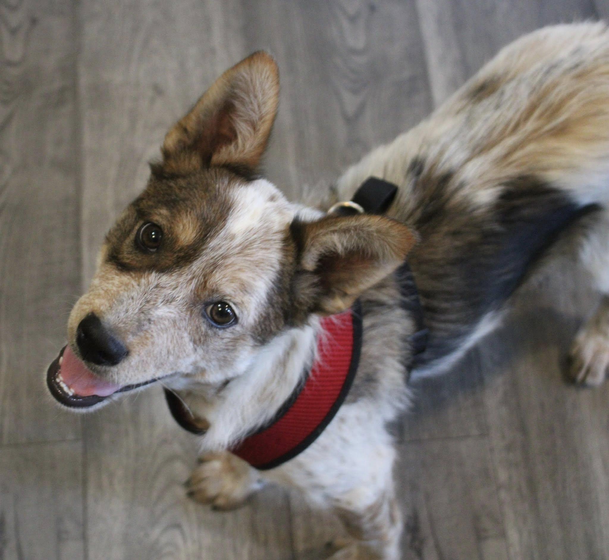 Rory, ADOPTABLE, Young Female Australian Cattle Dog / Blue Heeler & Mixed Breed.