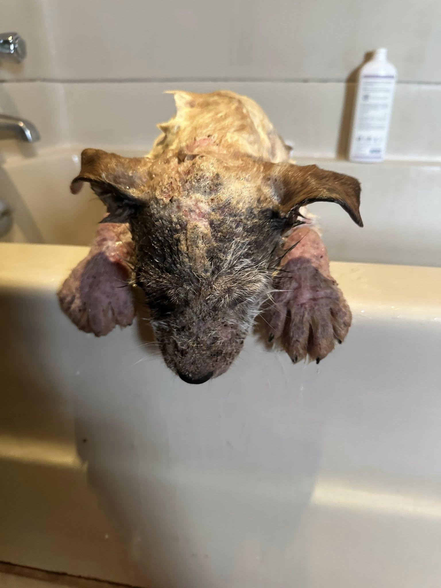 Enlarge Rory, a ADOPTABLE mixed breed in Stuarts Draft, VA image 6/6