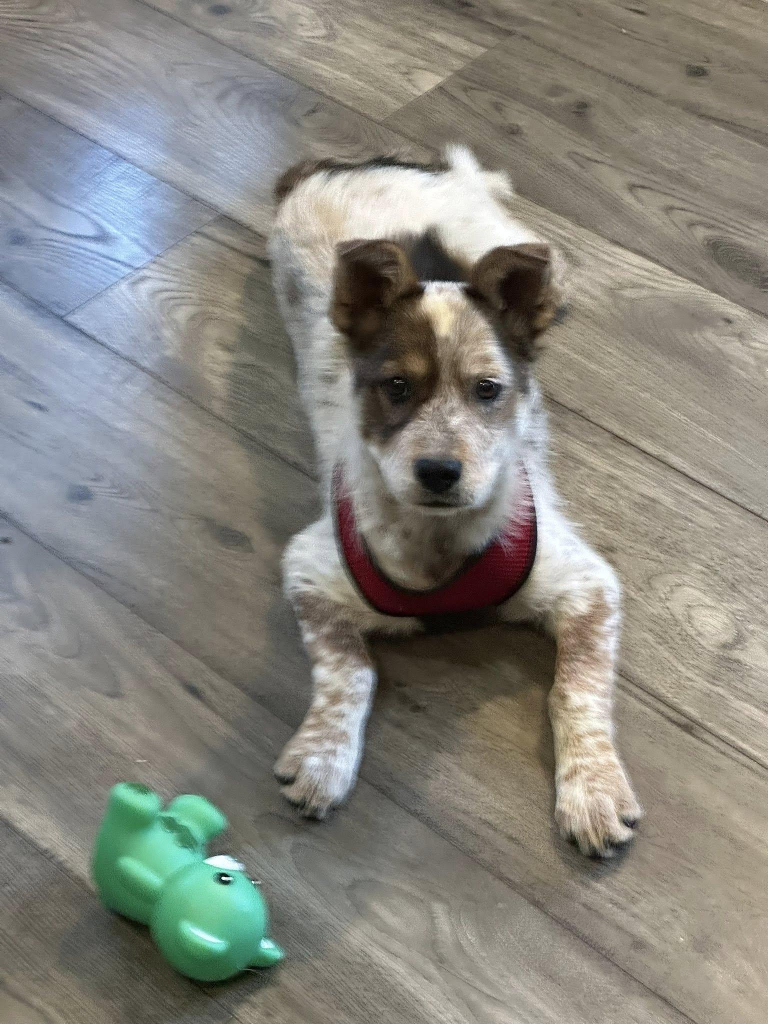 Enlarge Rory, a ADOPTABLE mixed breed in Stuarts Draft, VA image 2/6