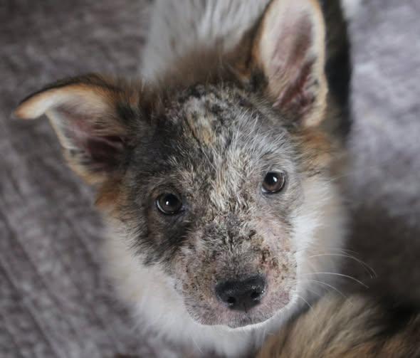 Enlarge Rory, a ADOPTABLE mixed breed in Stuarts Draft, VA image 5/6